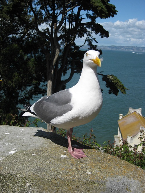 sf bird